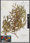Foto von Salix alba L.